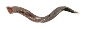 THE SOUND OF THE SHOFAR!! +/_ 240 KB